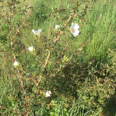 Rosa agrestis — flower