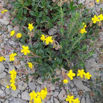 Potentilla tabernaemontani — flower