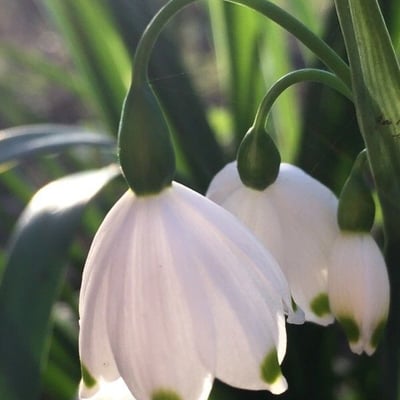Leucojum aestivum — flower