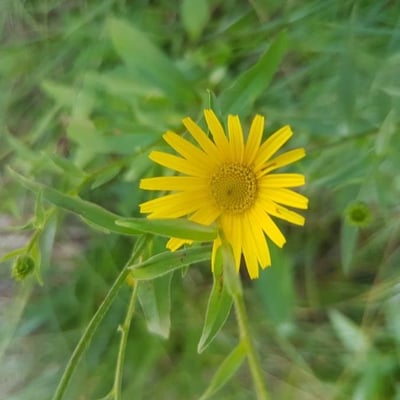 Buphthalmum salicifolium — flower