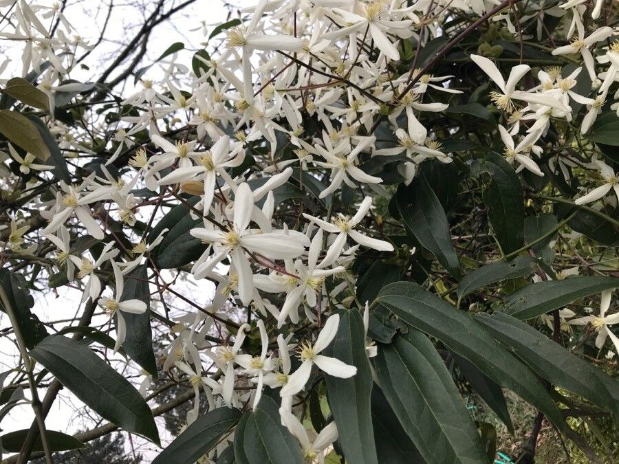 Clematis armandii