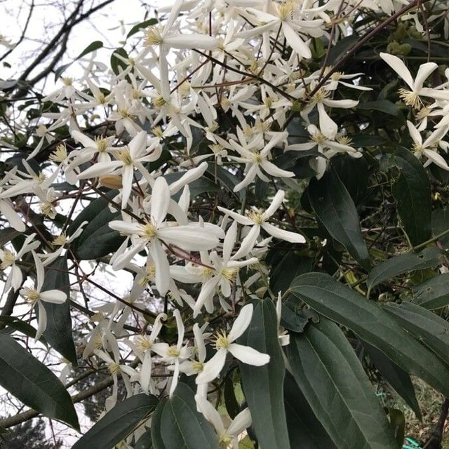 Clematis armandii