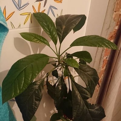 Persea americana — flower