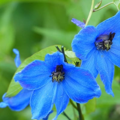Delphinium elatum — flower