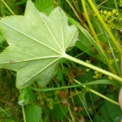 Alchemilla micans — leaf