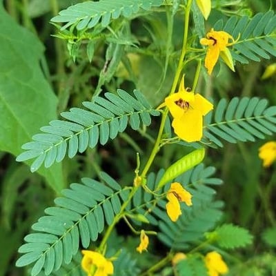 Chamaecrista fasciculata — flower