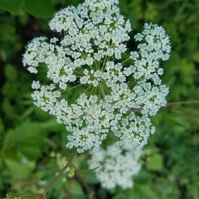 Cicuta maculata — flower