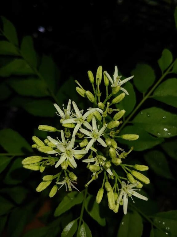 Curryleaftree