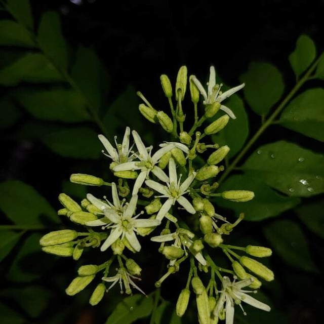 Curryleaftree