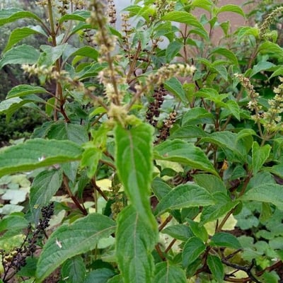 Ocimum gratissimum — flower