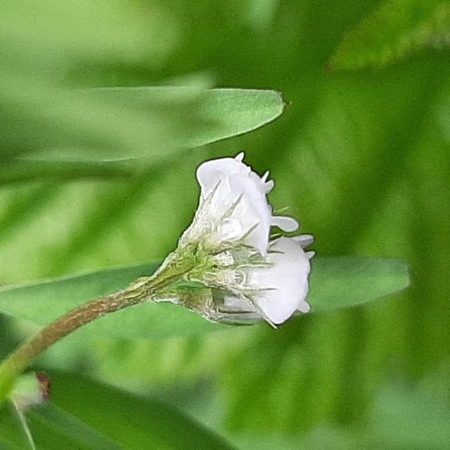 Vicia hirsuta — flower