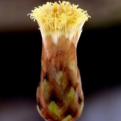 Phagnalon sordidum — flower