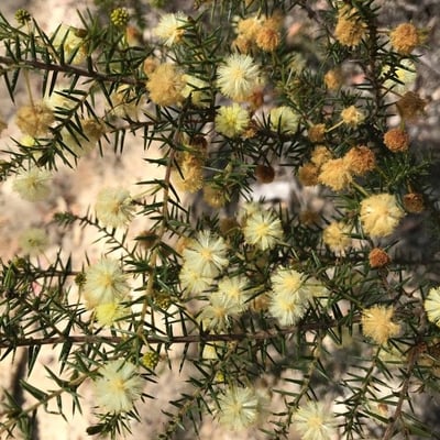 Acacia ulicifolia — flower