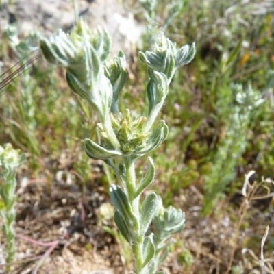 Filago pyramidata — flower