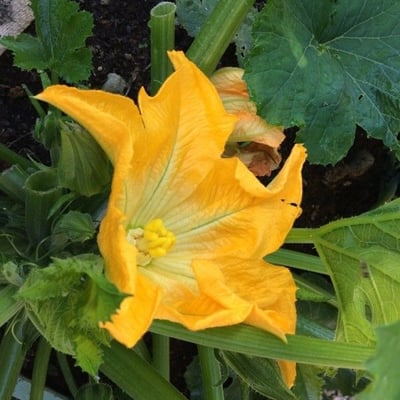 Cucurbita pepo — flower