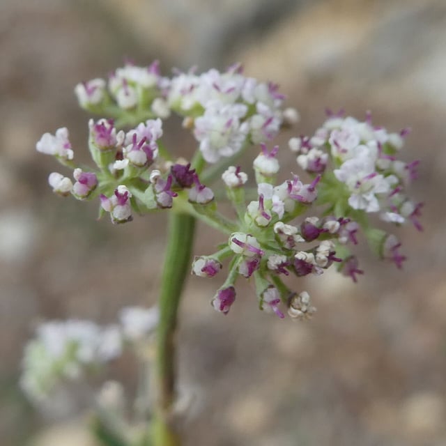 Seseli montanum — flower