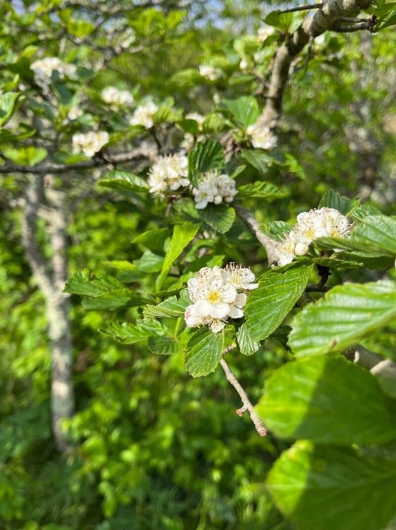 Hillside hawthorn