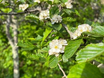 Hillside hawthorn