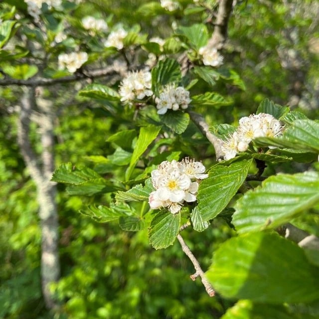 Crataegus punctata — flower