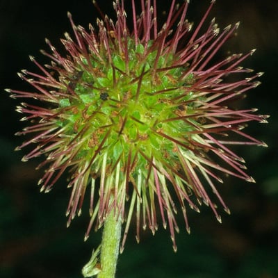 Acaena novae-zelandiae — flower