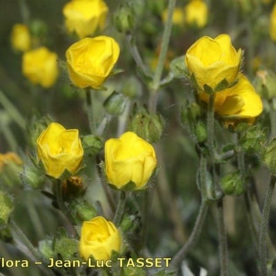 Potentilla nivea — flower