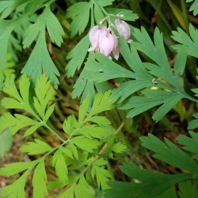 Dicentra formosa — flower