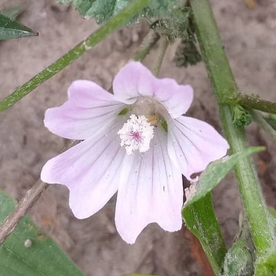 Malva neglecta — flower