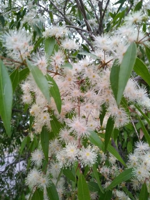Blepharocalyx salicifolius