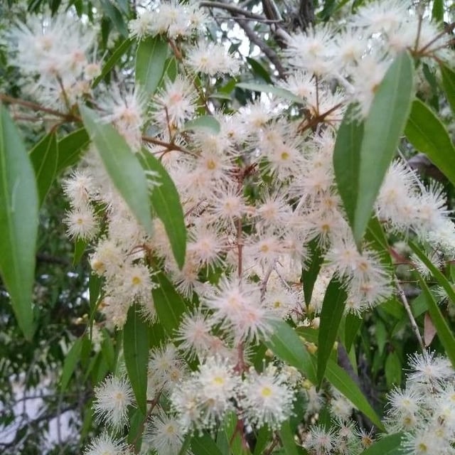 Blepharocalyx salicifolius — flower