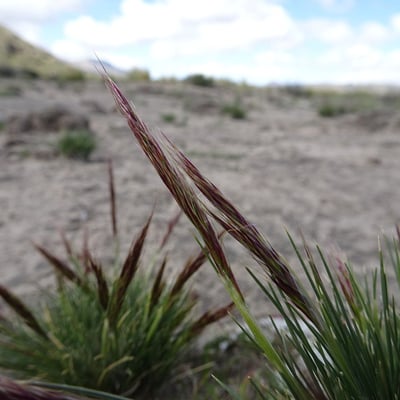 Aristida adscensionis — flower