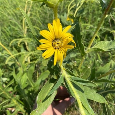 Silphium laciniatum — flower