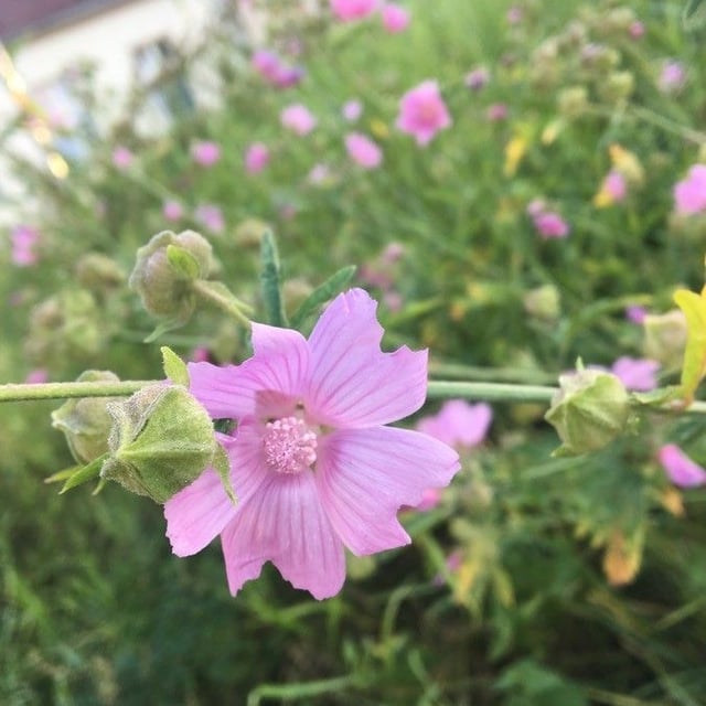 Malva alcea — flower