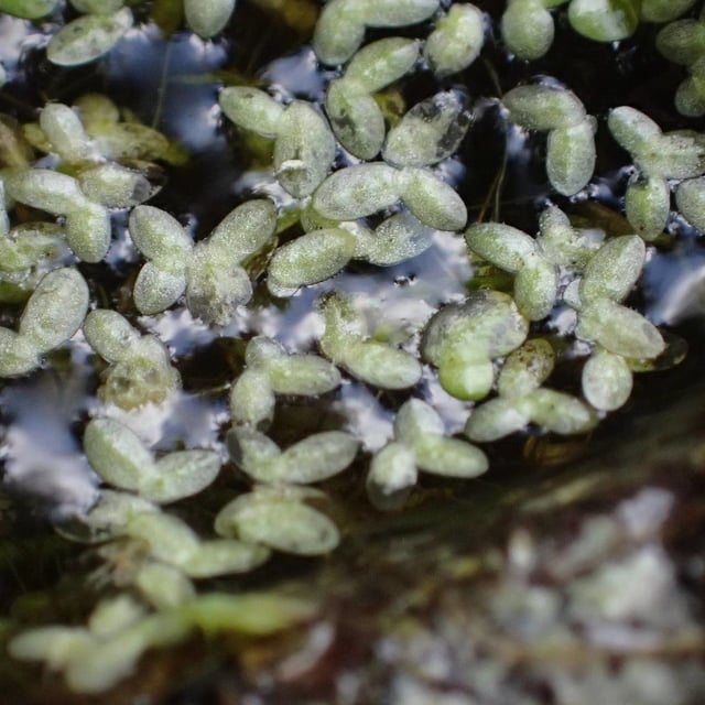 Lemna minuta — flower