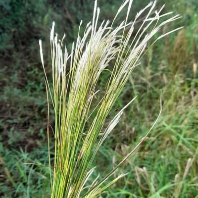 Andropogon bicornis — flower