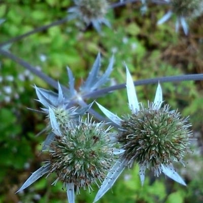 Eryngium planum — flower