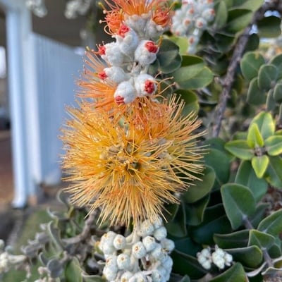 Metrosideros polymorpha — flower