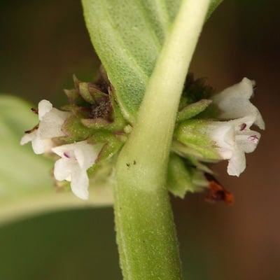 Lycopus uniflorus — flower