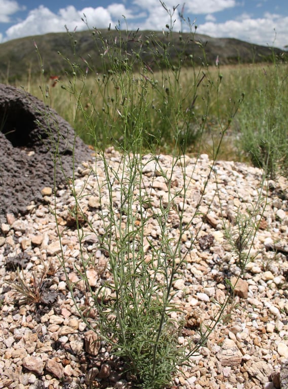Schwenckia americana