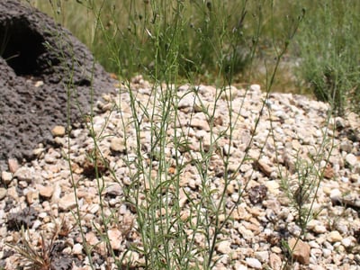 Schwenckia americana