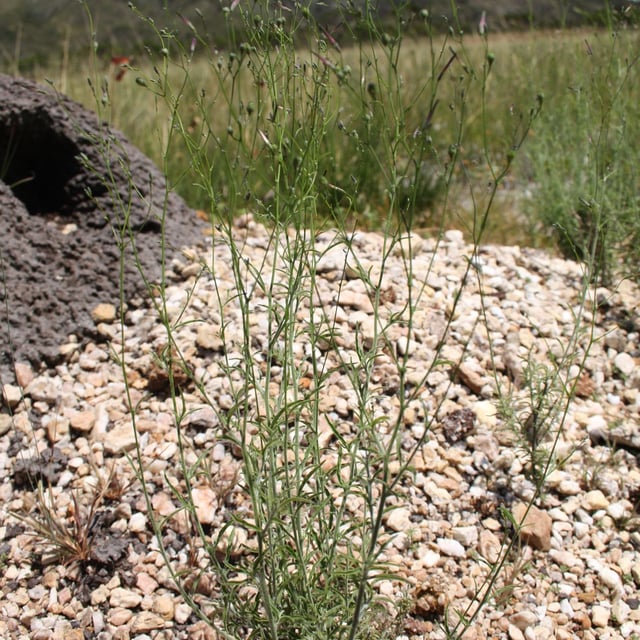 Schwenckia americana