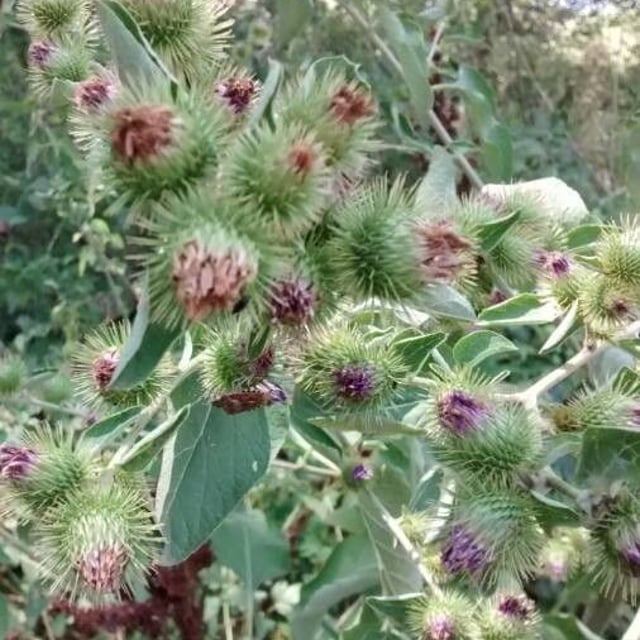Arctium lappa — flower