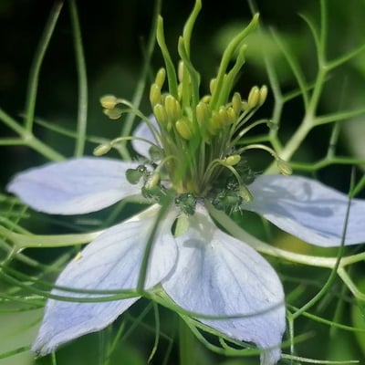 Nigella damascena — flower