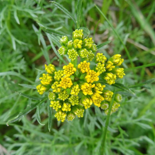 Jacobaea adonidifolia — flower