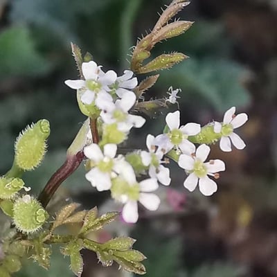 Anthriscus caucalis — flower