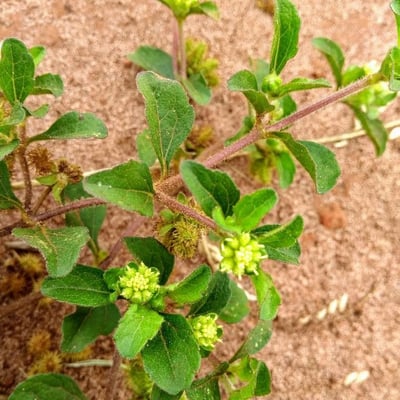 Acanthospermum australe — flower
