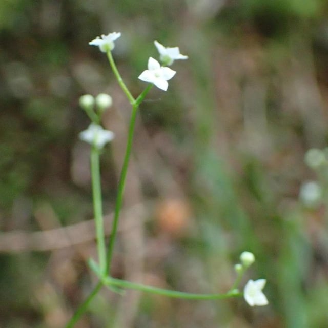 Galium rotundifolium — flower