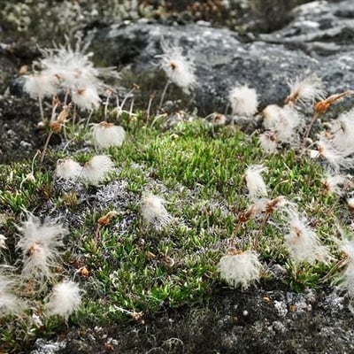 Dryas integrifolia — habit