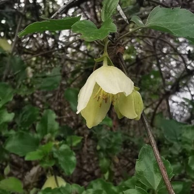 Clematis cirrhosa — flower