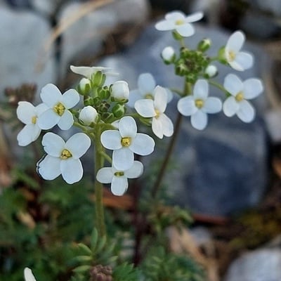 Hornungia alpina — flower
