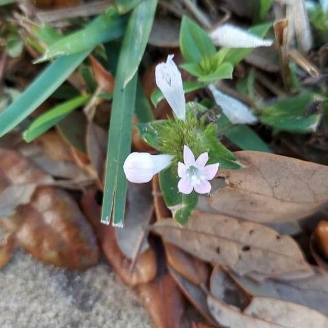 Richardia scabra — flower